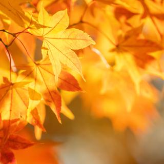 Prerušenie prevádzky